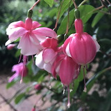 Fuchsia Pink Flower Jigsaw Puzzle