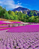 Fujisan Flores Jigsaw Puzzle