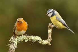 Garden Birds