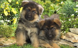 German Shepherd Puppies Jigsaw Puzzle