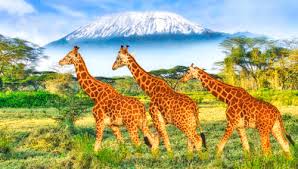 Desenhos de Giraffe Trio Jigsaw Puzzle para colorir