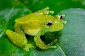 Glass Frog Jigsaw Puzzle
