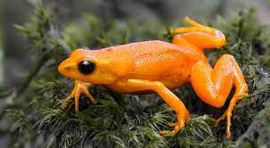 Golden Mantella Frog Jigsaw Puzzle