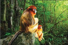 Golden Snub-Nosed Monkey Jigsaw Puzzle