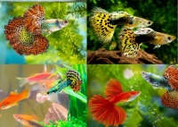 Guppy Fish Jigsaw Puzzle