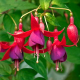 Hardy Fuchsia Jigsaw Puzzle