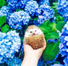 Hedgehog in Hydrangeas Jigsaw Puzzle