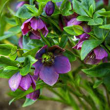 Hellebore Flowers Jigsaw Puzzle