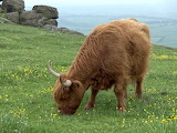 Highland Cow Jigsaw Puzzle