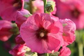 Hollyhocks Flower Jigsaw Puzzle