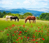 Horses Grazing Jigsaw Puzzle