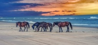 Horses on Beach Jigsaw Puzzle