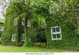 House Covered With Green Ivy Background