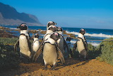 Humboldt Penguins Jigsaw Puzzle