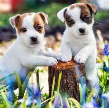 Desenhos de Jack Russell Pups Jigsaw Puzzle para colorir