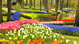 Keukenhof Garden and Tulip Field