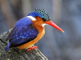 Kingfisher Jigsaw Puzzle