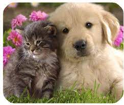 Kitten and Golden Retriever Jigsaw Puzzle