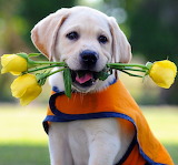 Labrador Puppy Jigsaw Puzzle