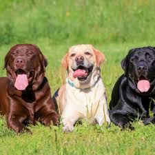 Labrador Retriever Jigsaw Puzzle