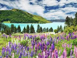 Lake Tekapo Jigsaw Puzzle