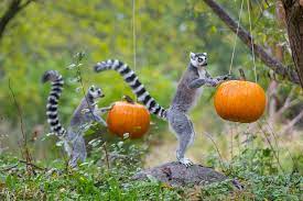 Lemur with Pumpkin Jigsaw Puzzle