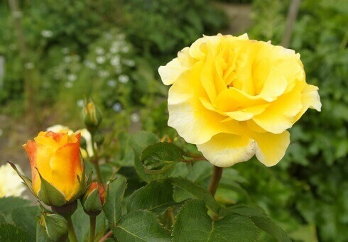 Desenhos de Light Yellow Roses Jigsaw Puzzle para colorir