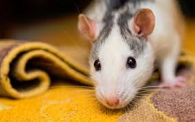 Linda the Rat Jigsaw Puzzle