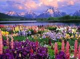 Lupine Flowers in Mountain Jigsaw Puzzle