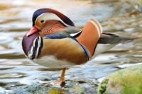 Male Mandarin Duck Jigsaw Puzzle