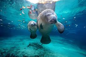 Manatees in Florida Jigsaw Puzzle