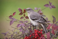 Mockingbird Jigsaw Puzzle