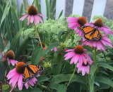 Monarchs and Purple Coneflowers Jigsaw