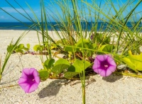 Morning Glory in Beach Jigsaw Puzzle