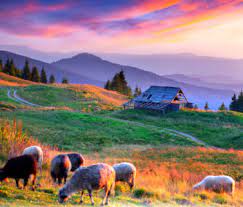 Mountain Sheep Jigsaw Puzzle