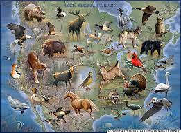 North American Wildlife Jigsaw Puzzle