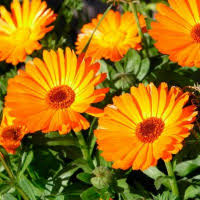 Orange Calendula Flower Jigsaw Puzzle