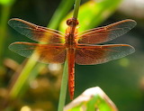 Desenhos de Orange Dragonfly Jigsaw Puzzle para colorir