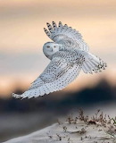 Owl Jigsaw