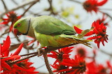 Parrot Jigsaw Puzzle