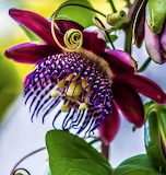 Passion Flower