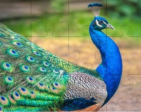 Peacok Jigsaw Puzzle