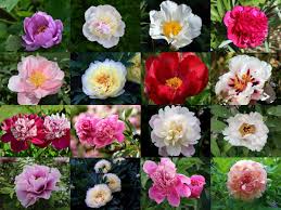 Peony Flowers 2 Jigsaw Puzzle