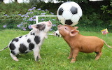 Pigs Play Ball Jigsaw Puzzle