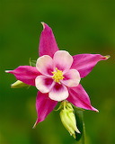 Pink Columbine Flowers Jigsaw Puzzle