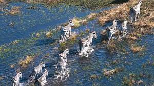 Plains Zebras in Botswana Jigsaw Puzzle