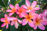 Plumeria Frangipani Jigsaw Puzzle