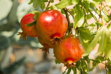 Pomegranate Jigsaw Puzzle