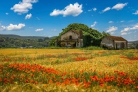 Poppies on the Wheat Jigsaw Puzzle