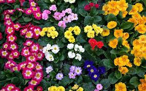 Primula Flower Jigsaw Puzzle 2